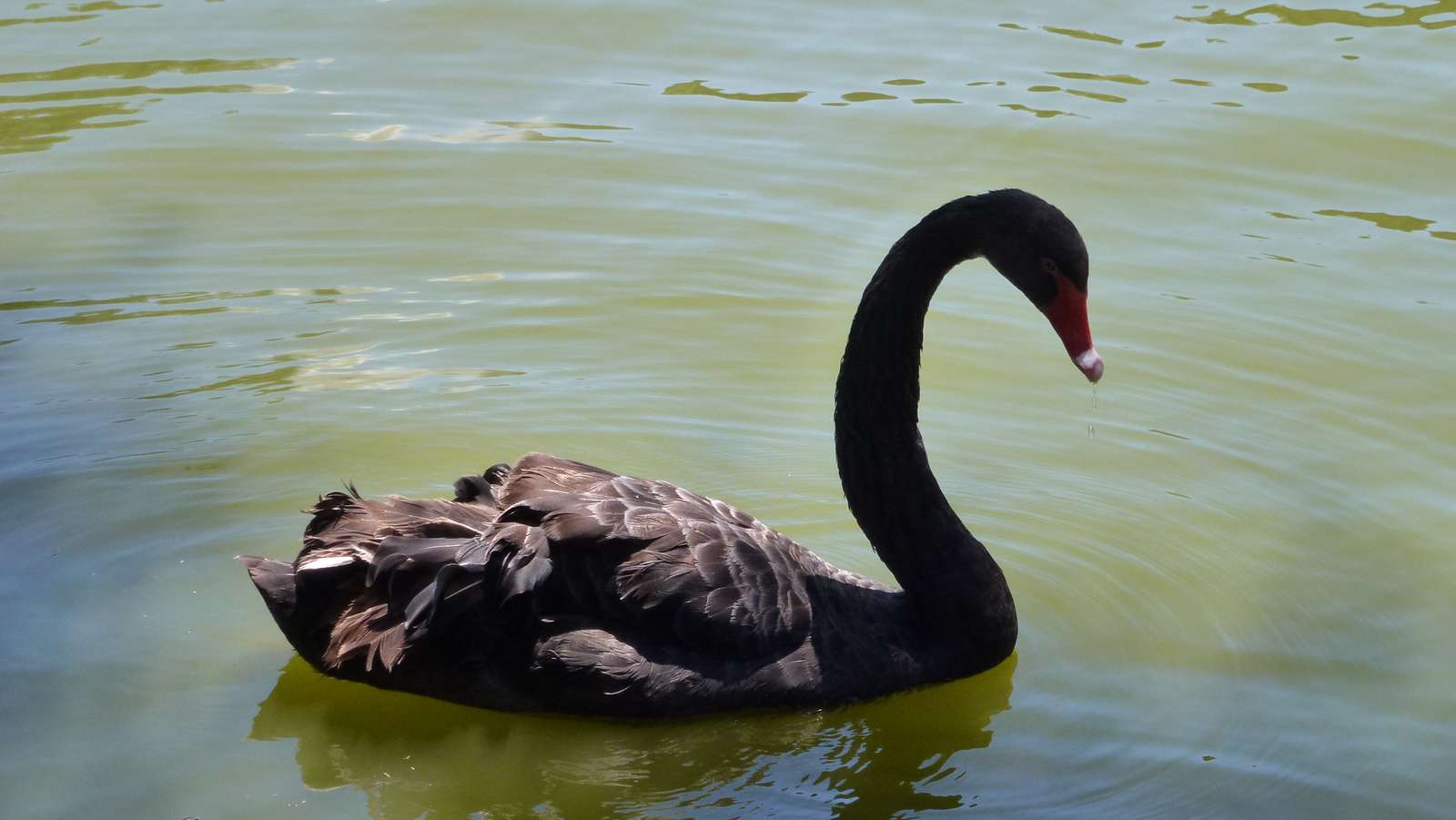 O cisne preto quebra-cabeças online