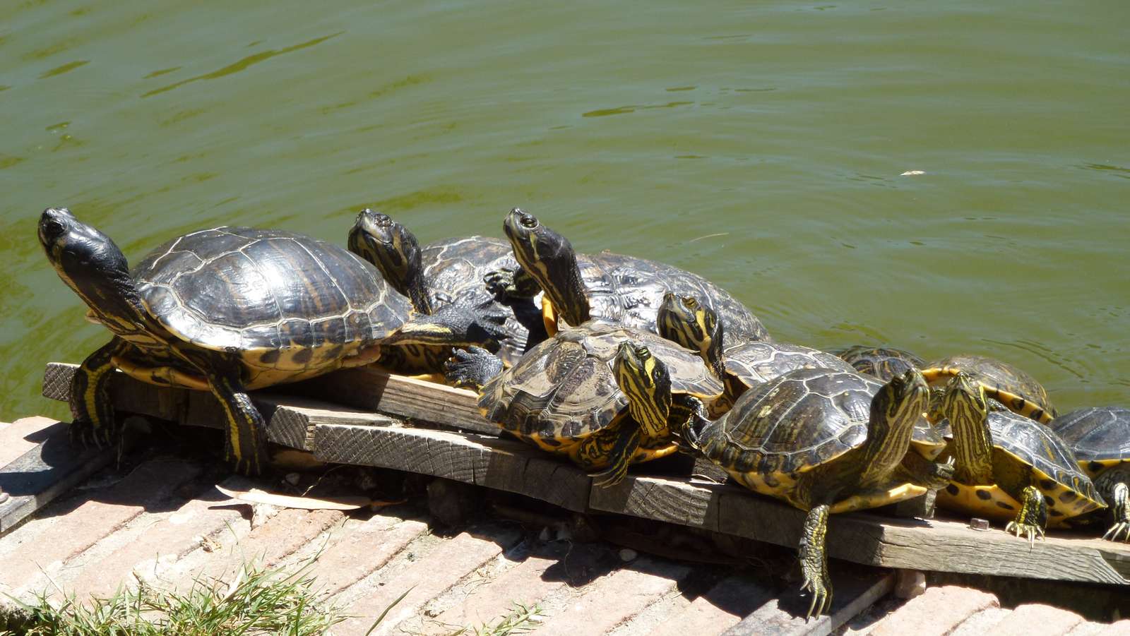 colonia de tortugas rompecabezas en línea