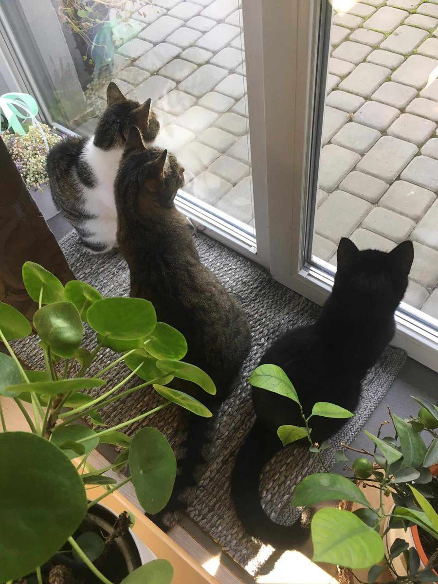 котенца на прозореца онлайн пъзел