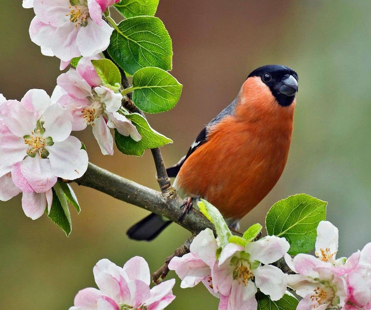 Птица на цветущей ветке пазл онлайн