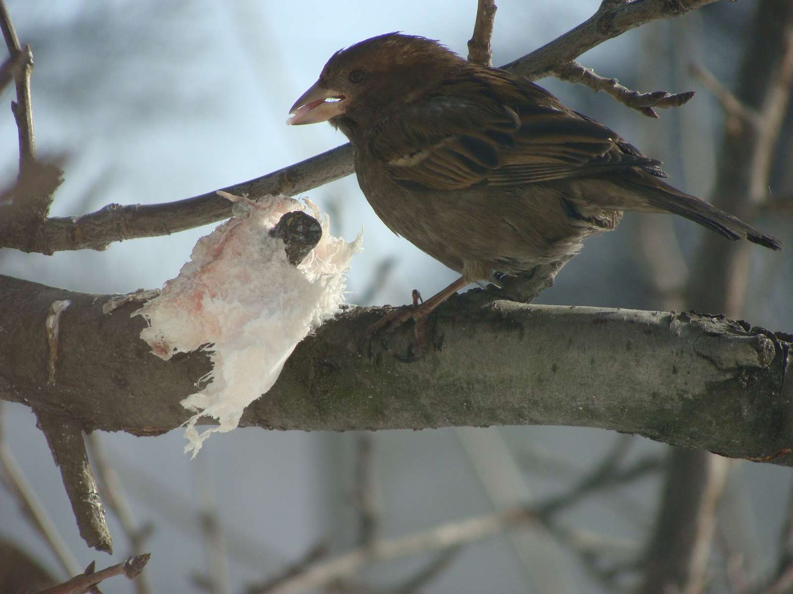 A sparrow on a branch jigsaw puzzle online