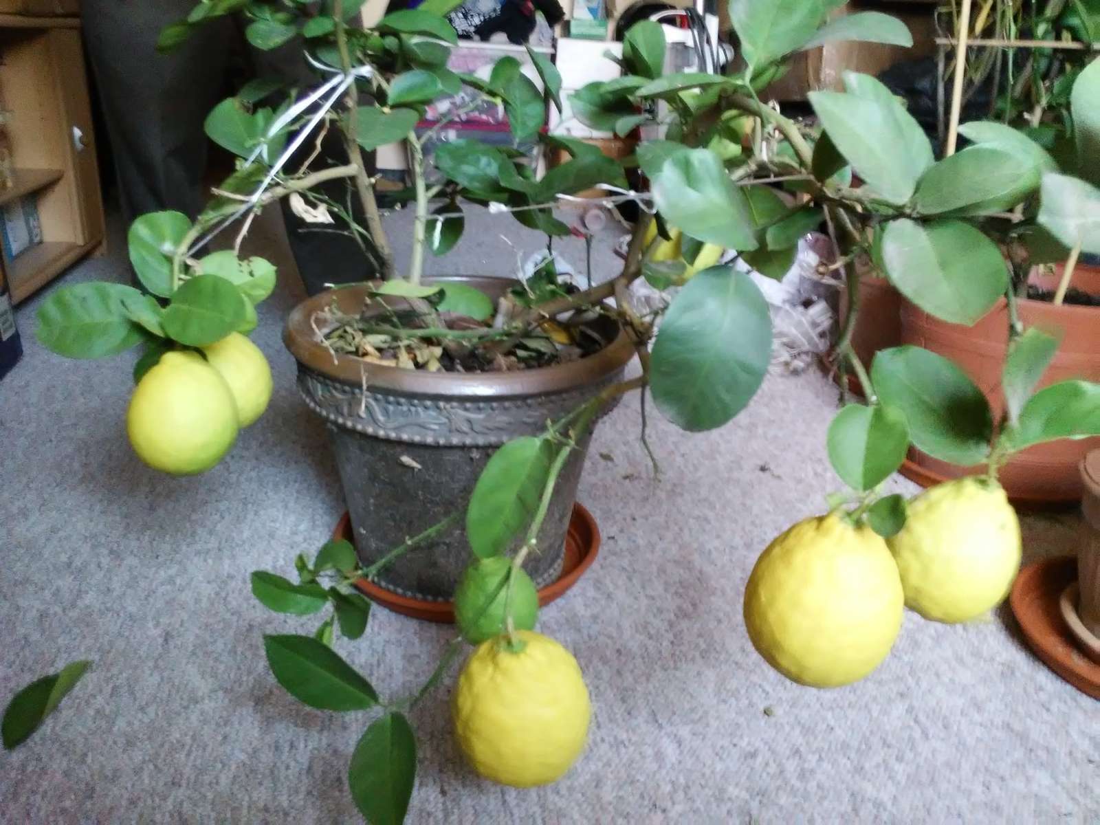 citroenen in huis legpuzzel online