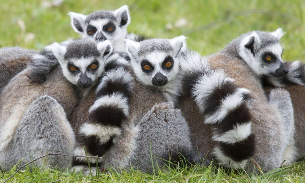 世界中のエキゾチックな動物たち オンラインパズル