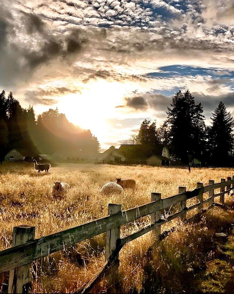 πρόβατα σε ένα χωράφι με σιτάρι παζλ online