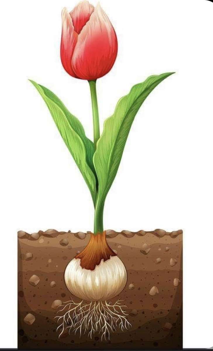 tulipano dgradi puzzle online