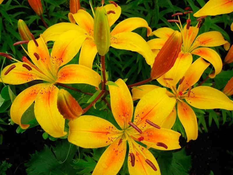 κίτρινα λουλούδια κρίνου παζλ online