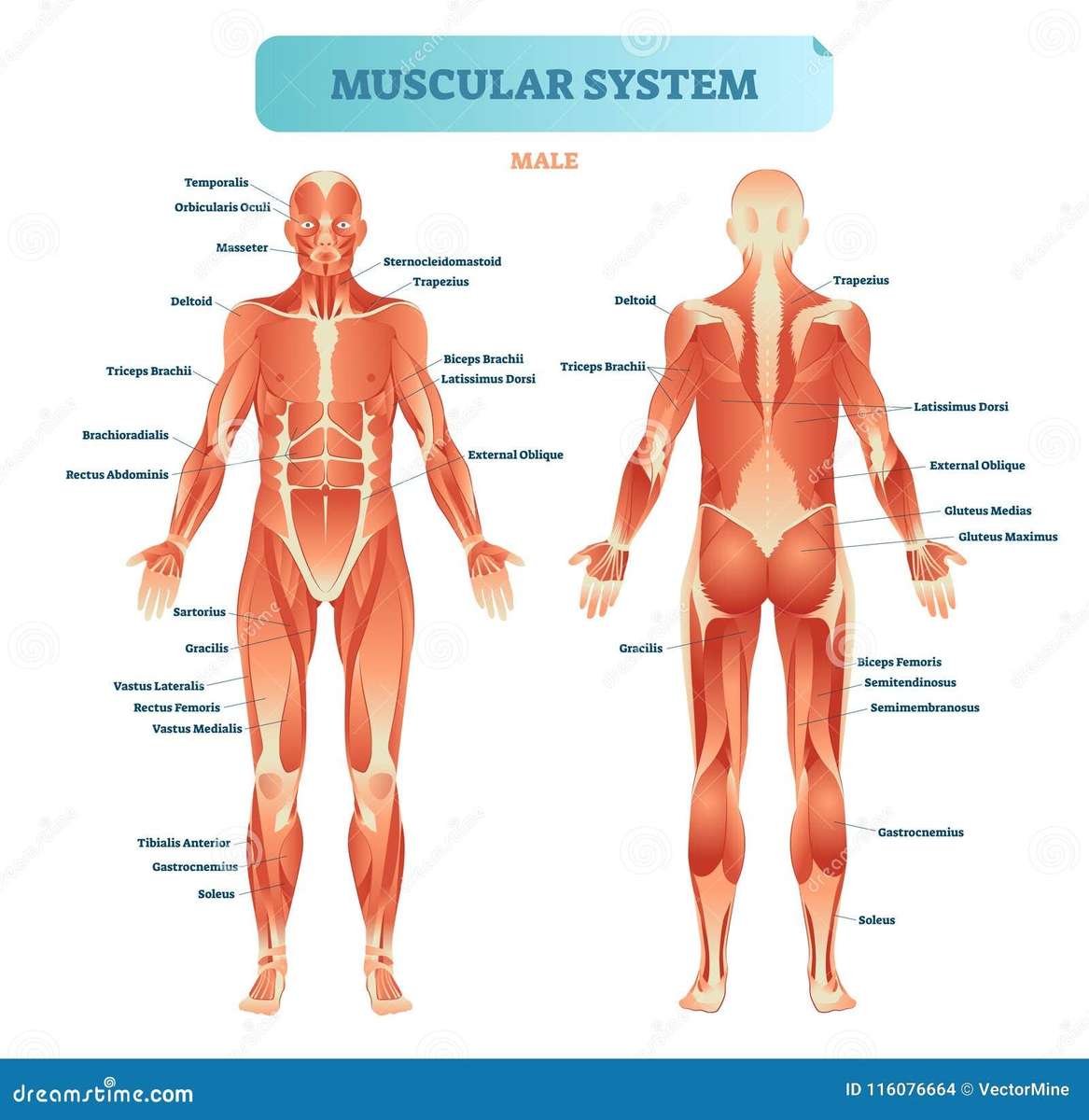 Sistema musculatorio rompecabezas en línea