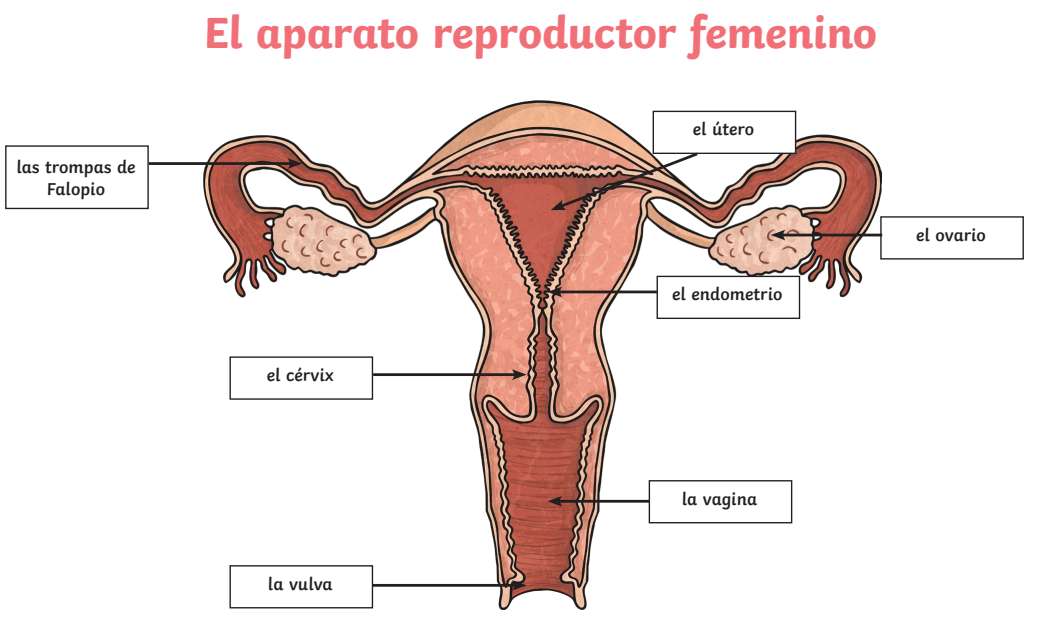 Aparato reproductor femenino rompecabezas en línea