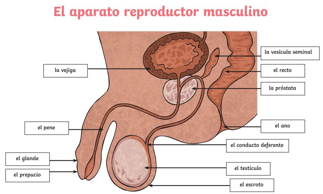 Male reproductive system online puzzle