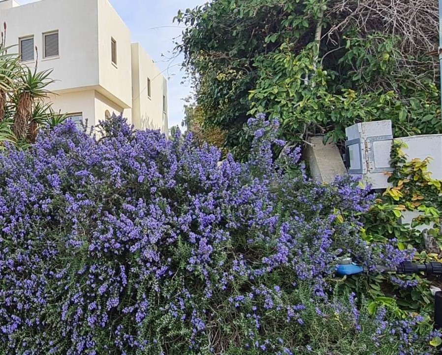 gard cu flori în fața casei puzzle online
