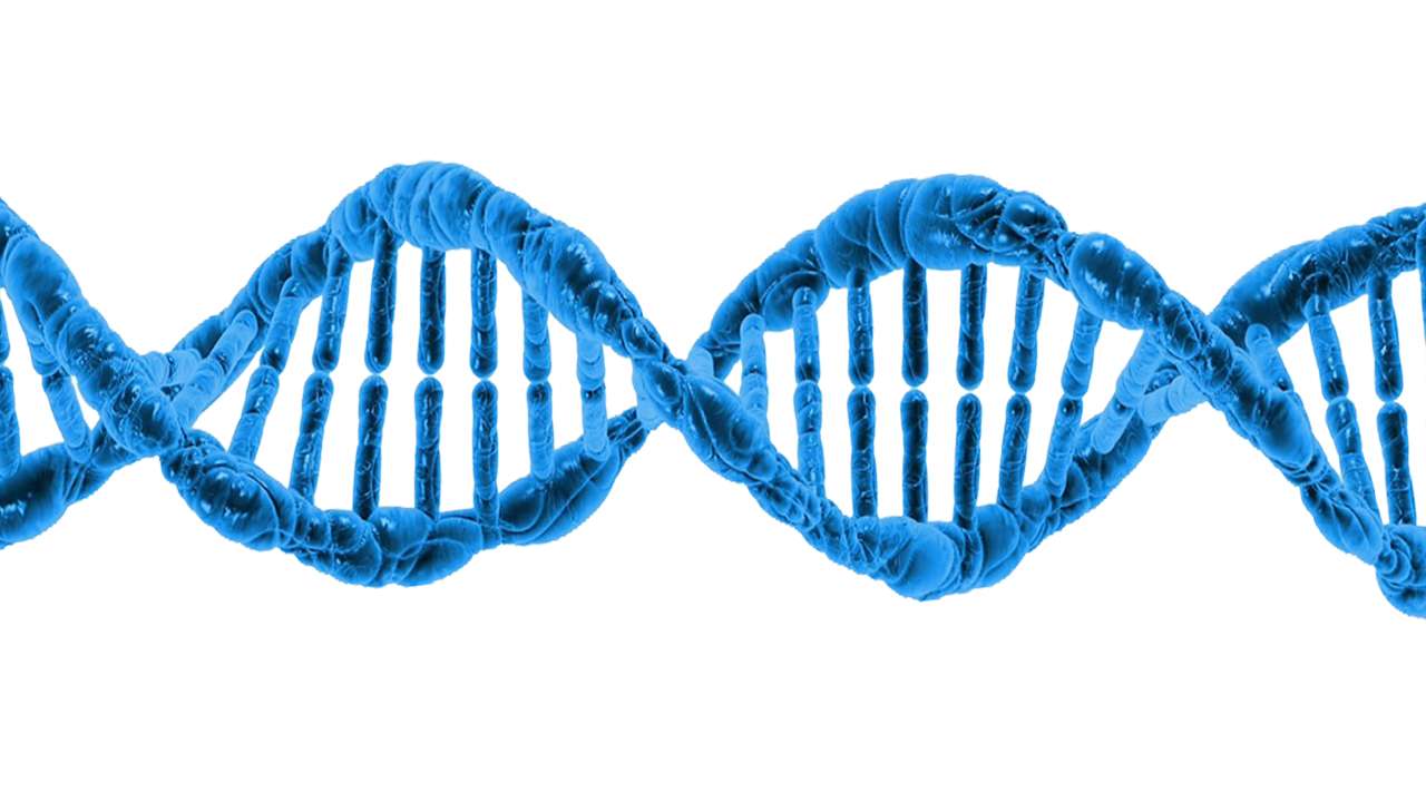 Utmaning - Biologi Pussel online