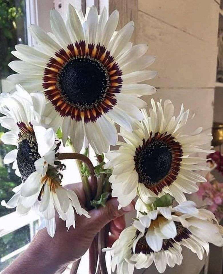 сонячні квіти онлайн пазл