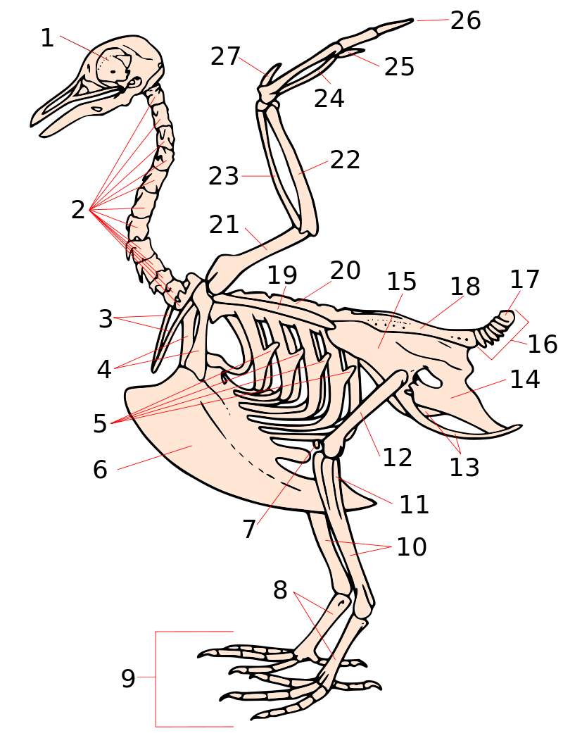 Skeleton of birds online puzzle