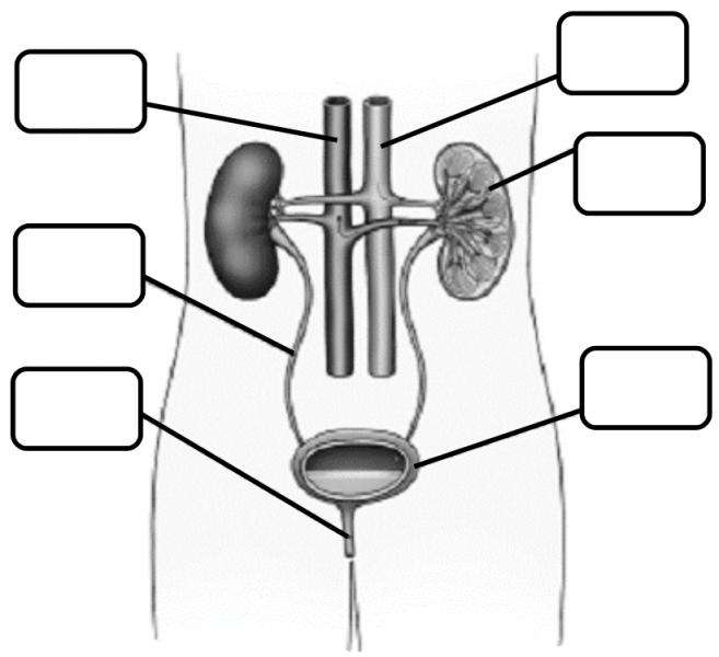 URINARY SYSTEM jigsaw puzzle online