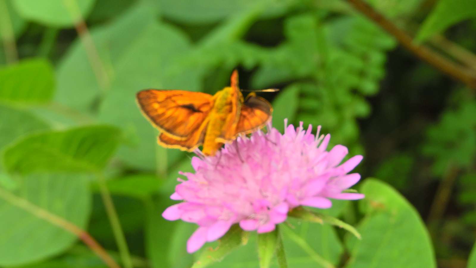 Un papillon sur une fleur puzzle en ligne