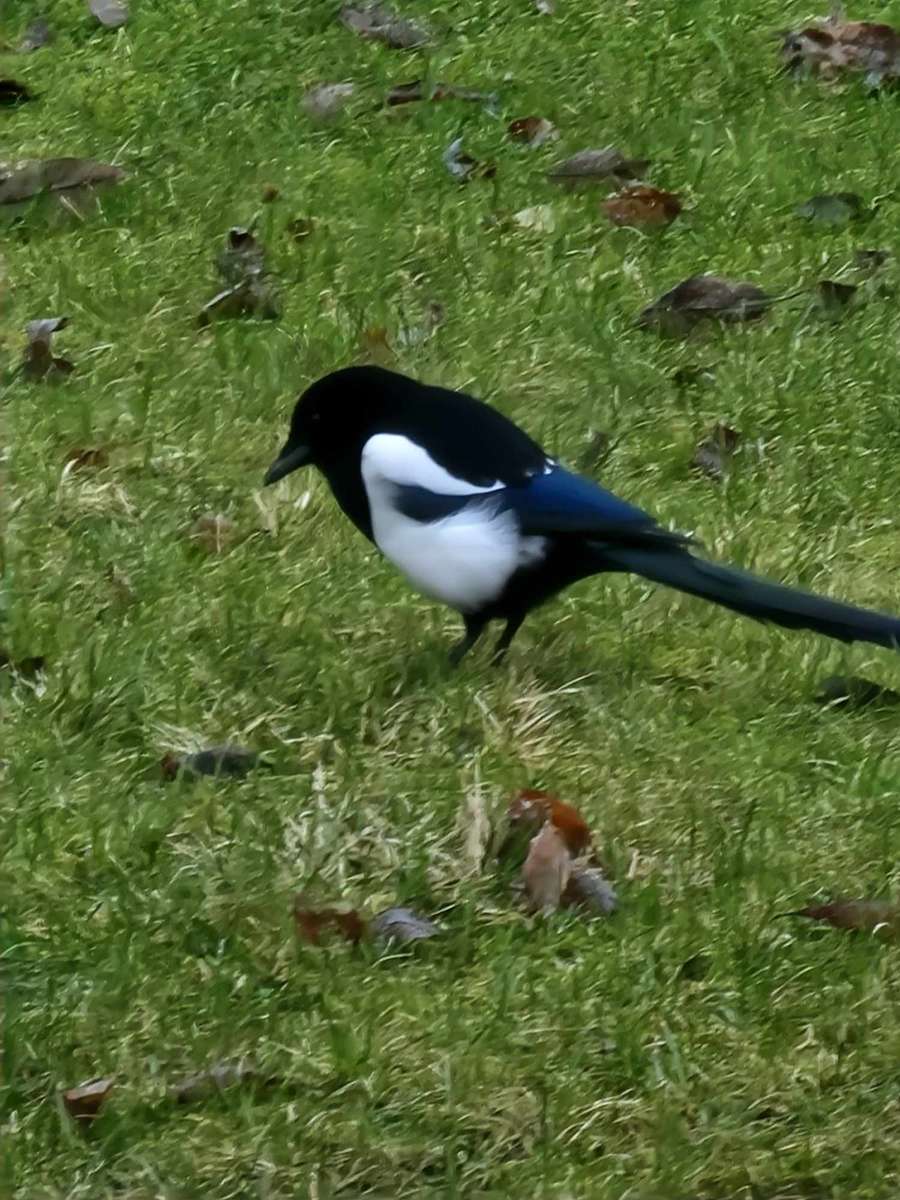 ノルウェーの鳥 オンラインパズル