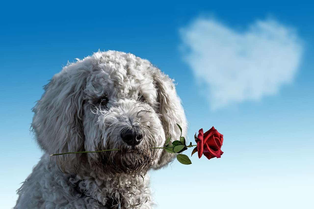 Собака з трояндою пазл онлайн