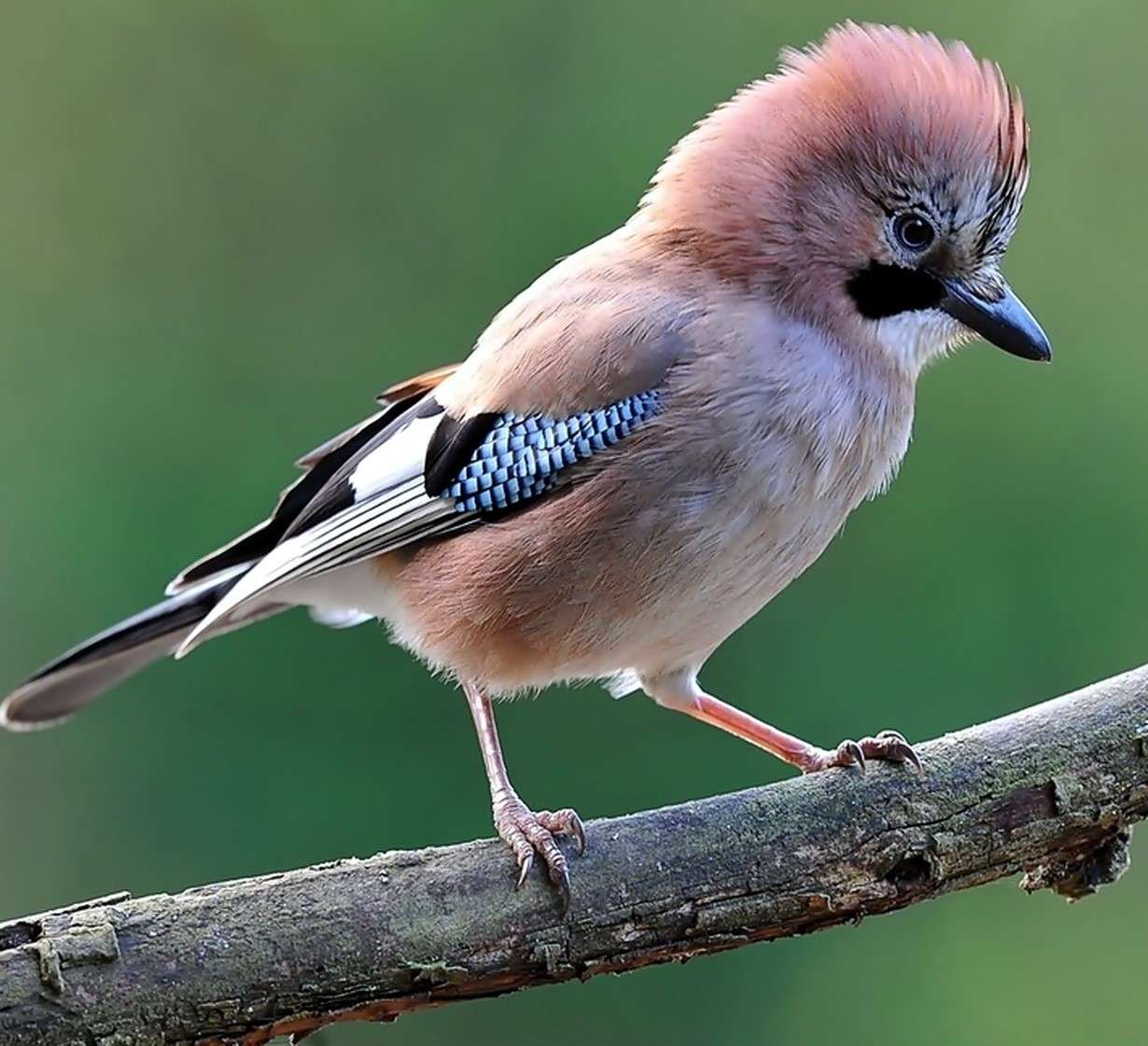 A jay on a branch jigsaw puzzle online
