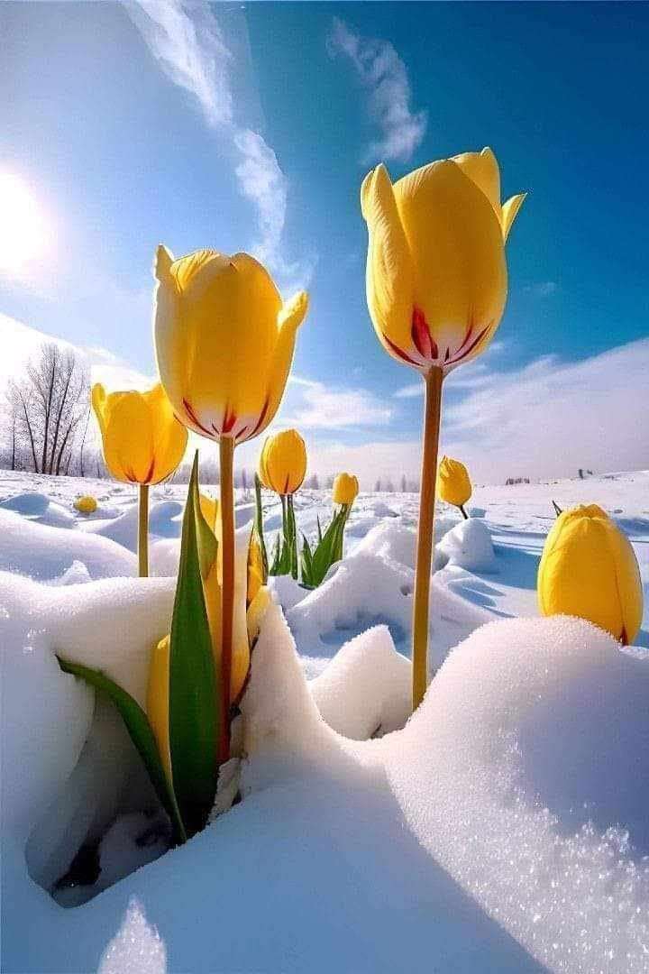 képeslap tulipánok a hóban kirakós online