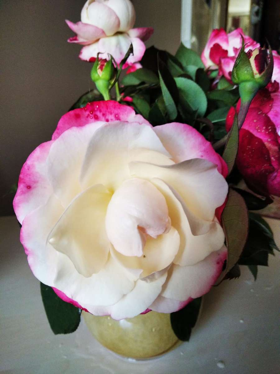 retrato de una rosa blanca rompecabezas en línea