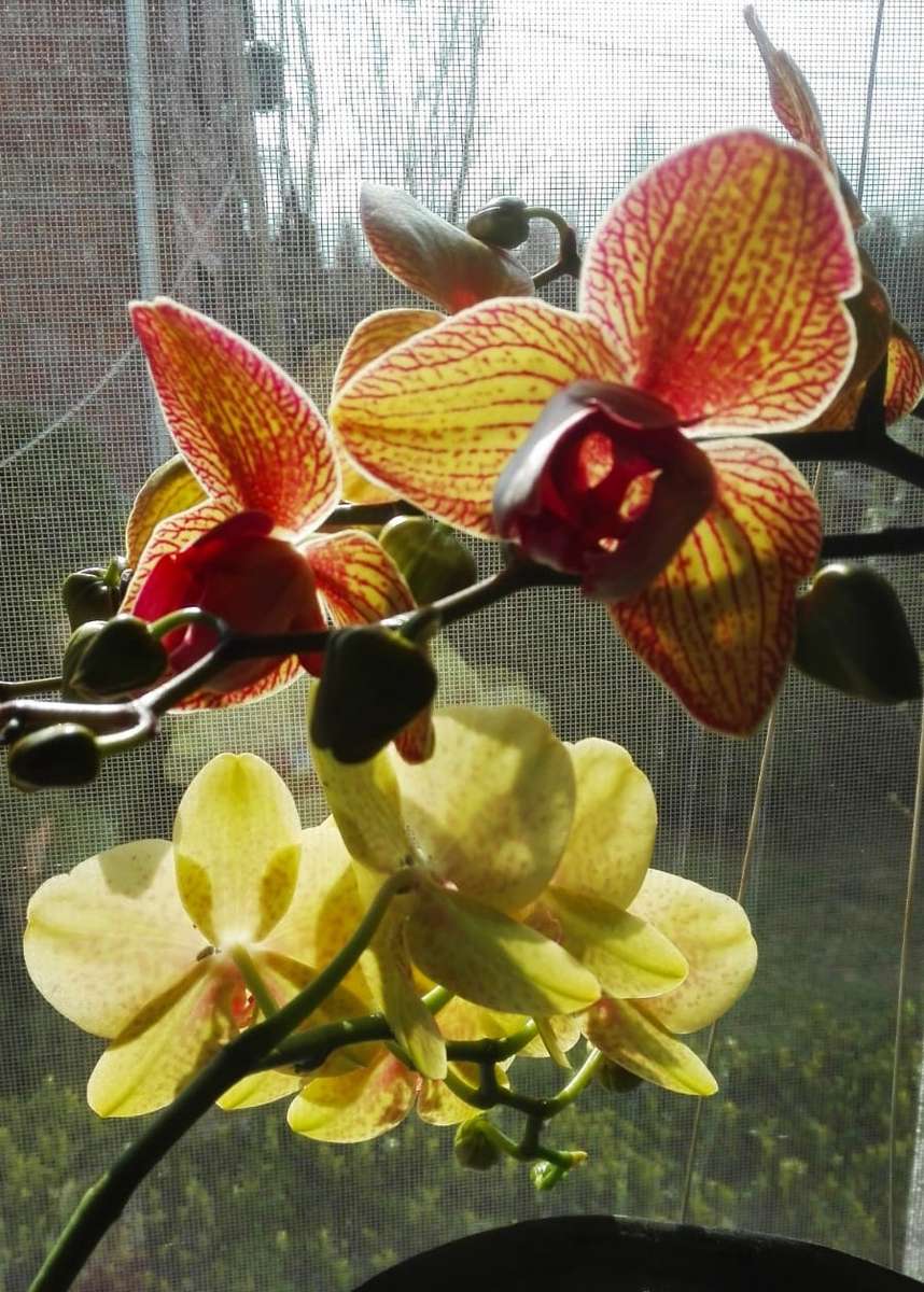 orchideeën op de achtergrond van gordijnen online puzzel
