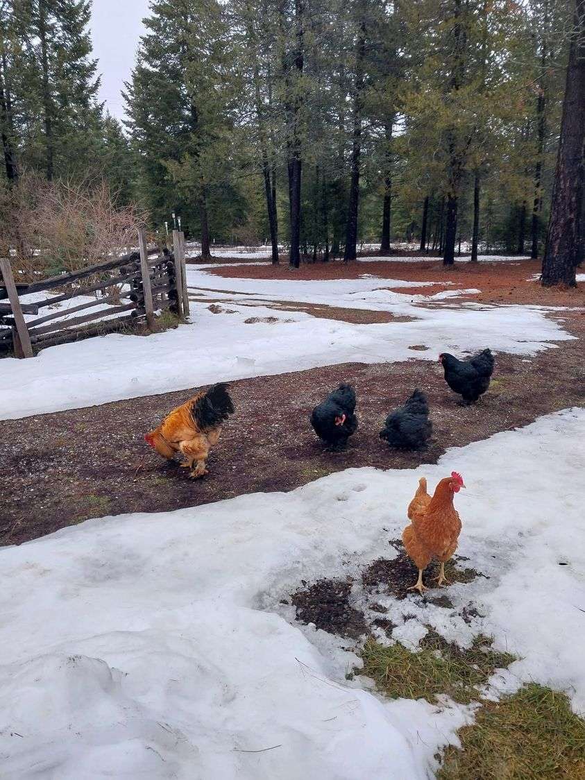 kyckling i snön pussel på nätet