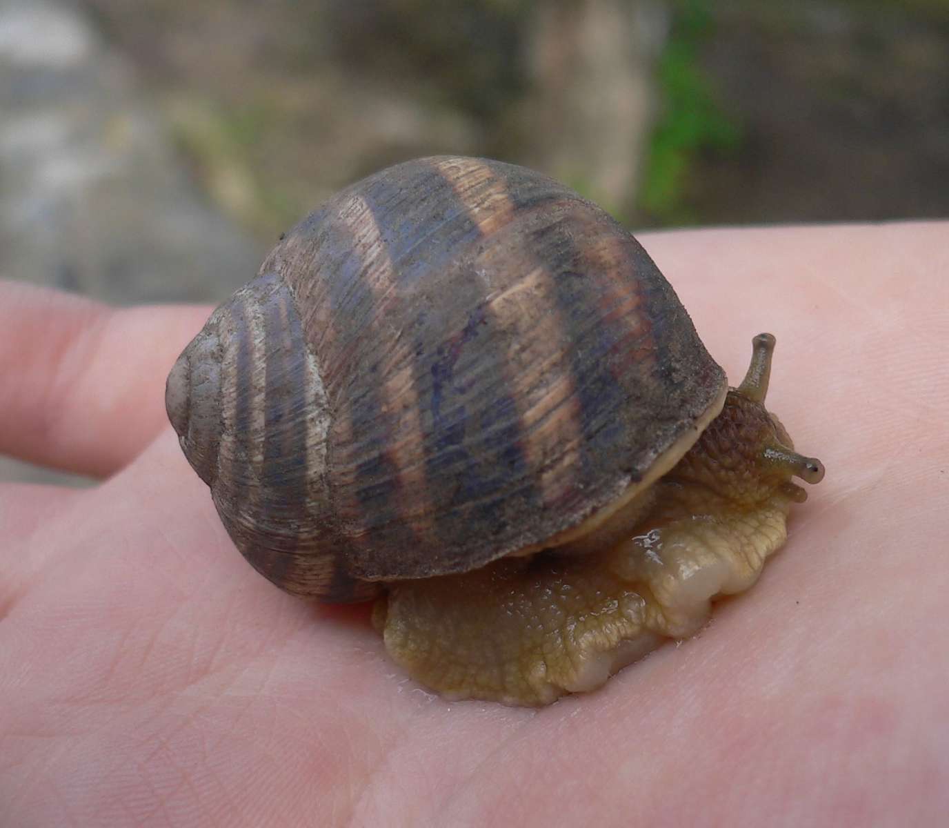 Malý šnek skládačky online