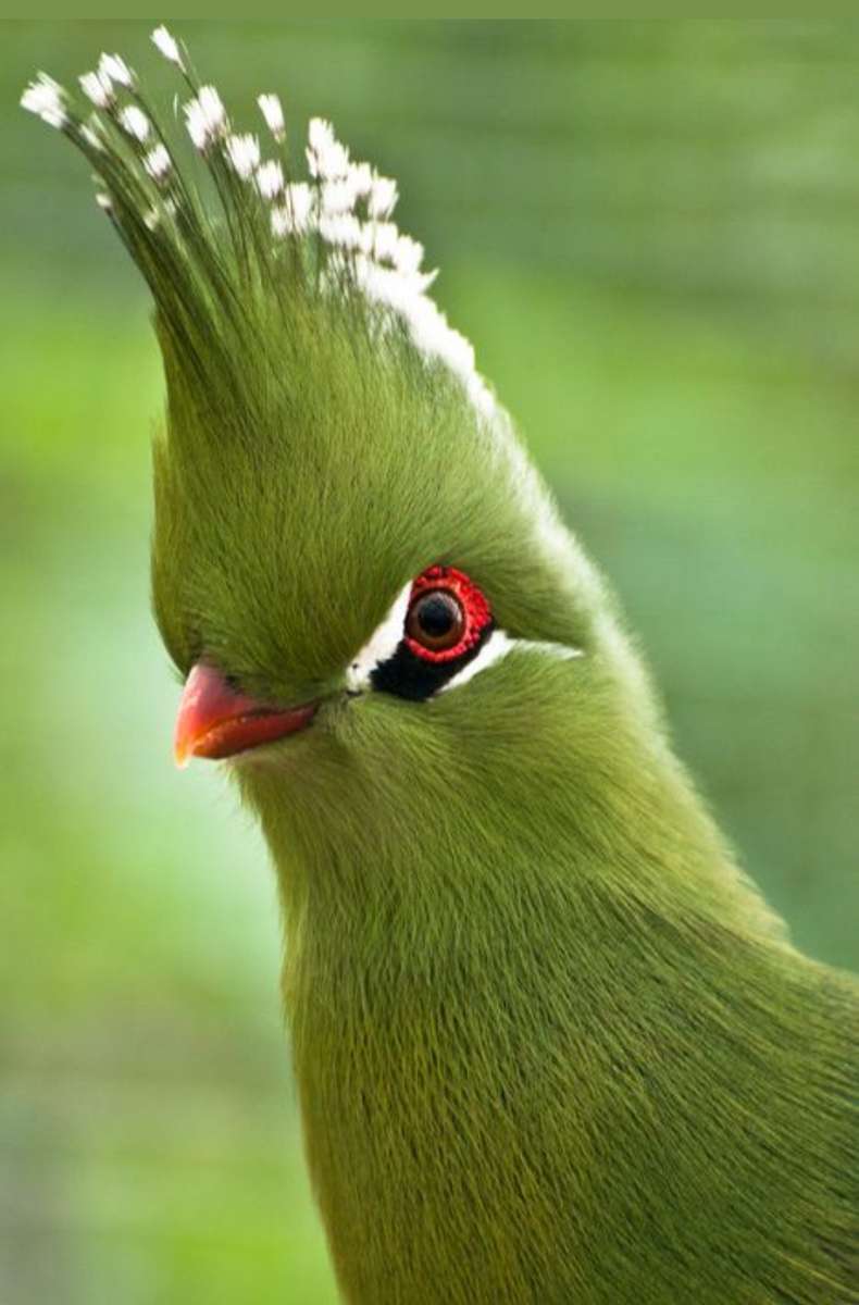 Groene vogel legpuzzel online