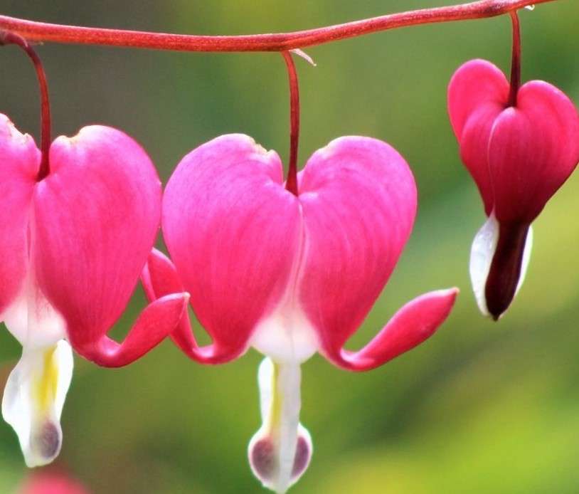 Fleurs de coeur puzzle en ligne