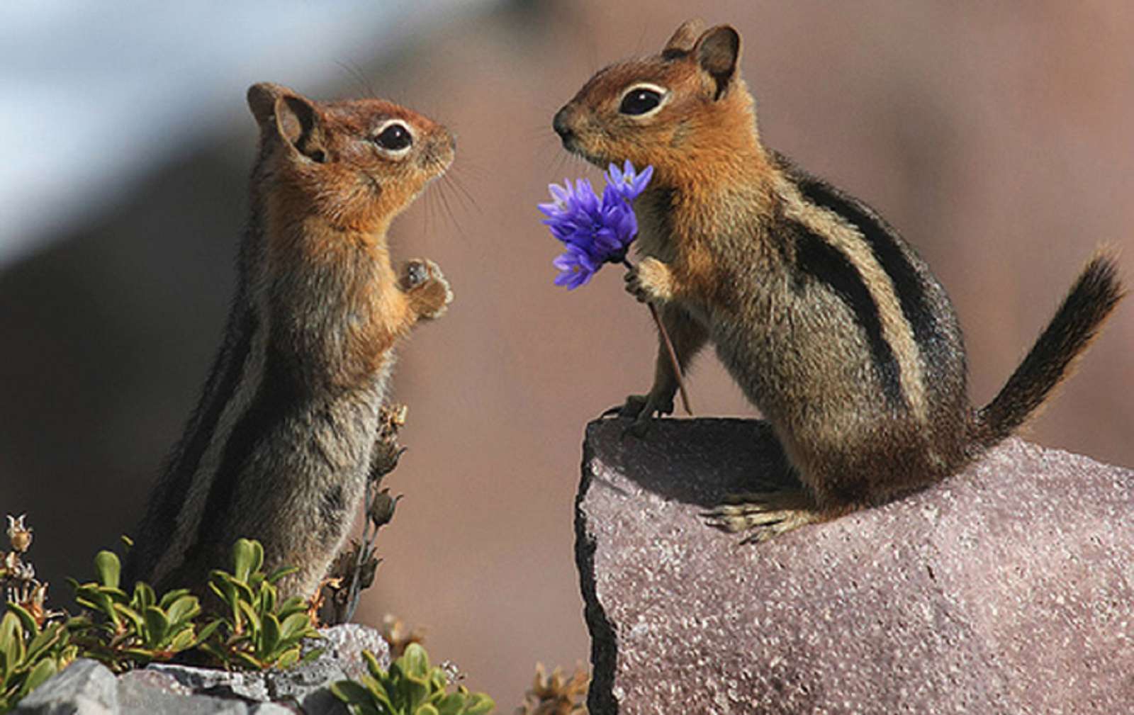 doces presentes de Dia dos Namorados - esquilo com uma flor puzzle online