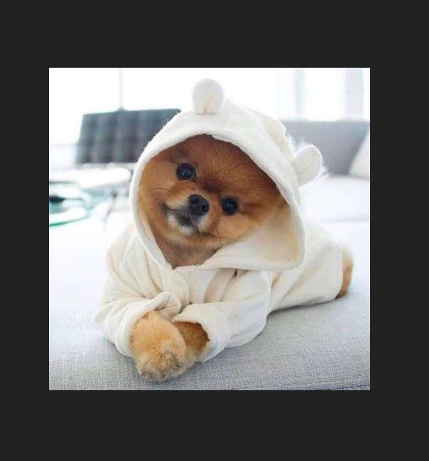 сладко куче в халат онлайн пъзел