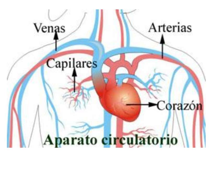 Sistem circulator jigsaw puzzle online