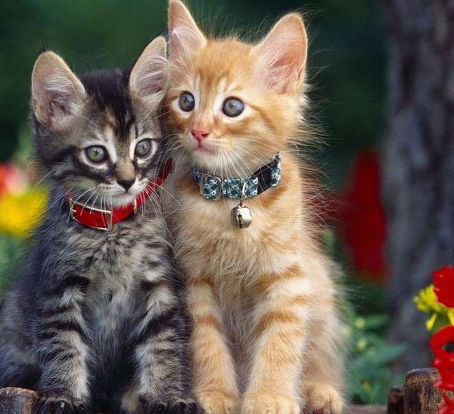Två små katter pussel på nätet