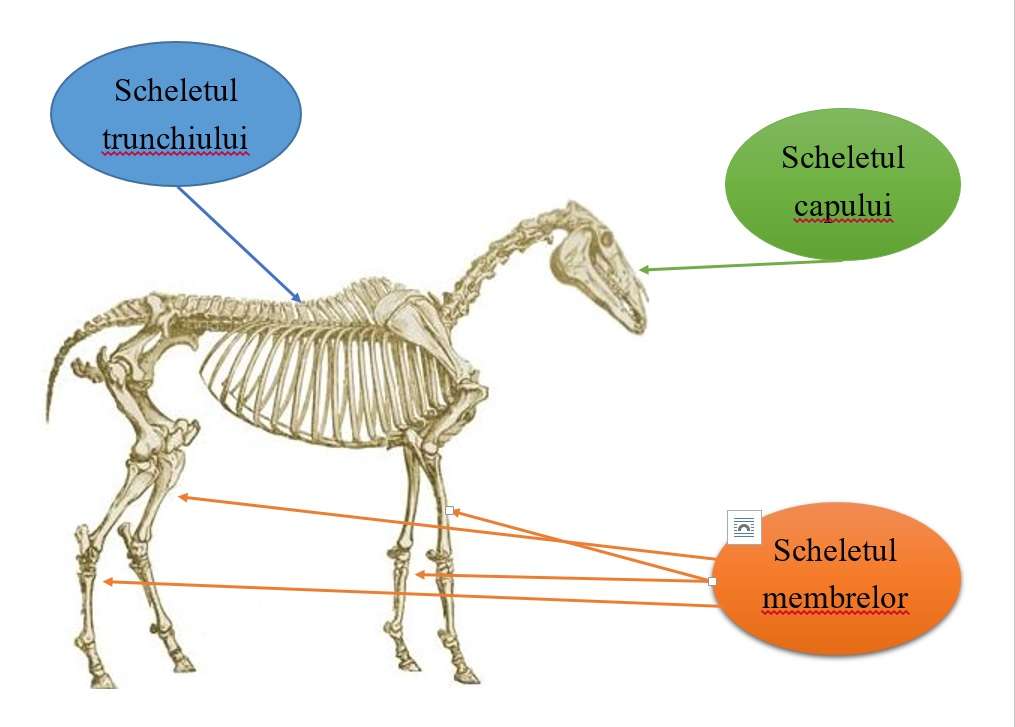 lo scheletro degli animali puzzle online