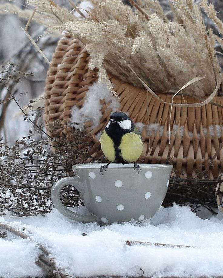 χειμερινός καφές με ένα πουλί παζλ online