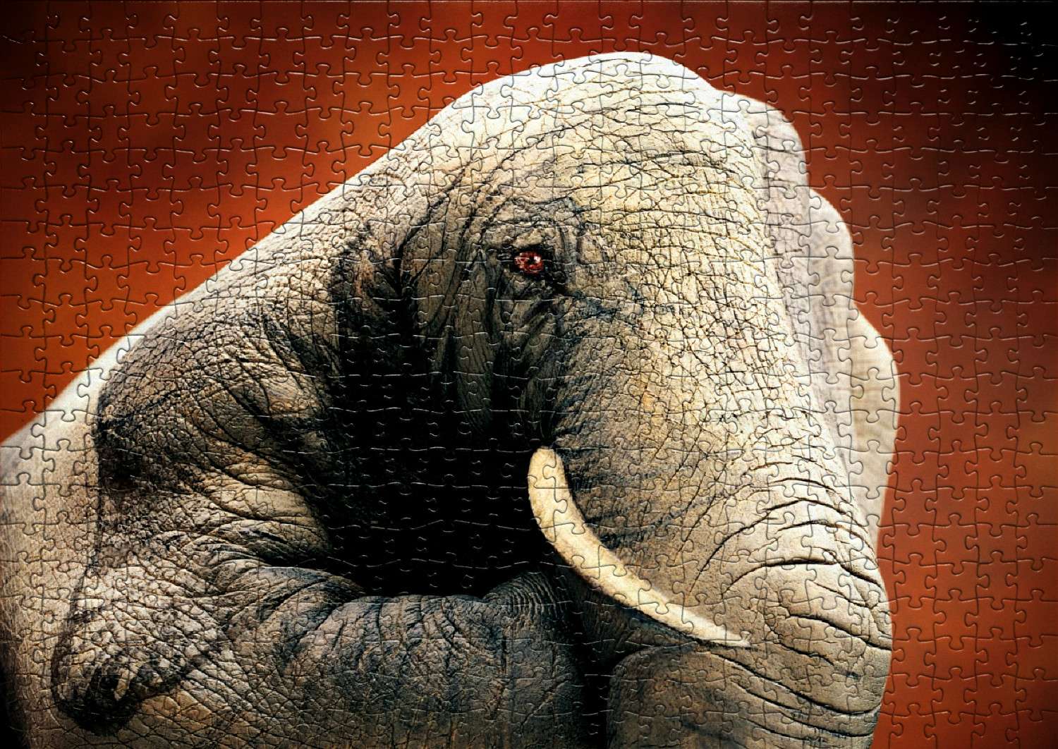 zvířecí slon skládačky online