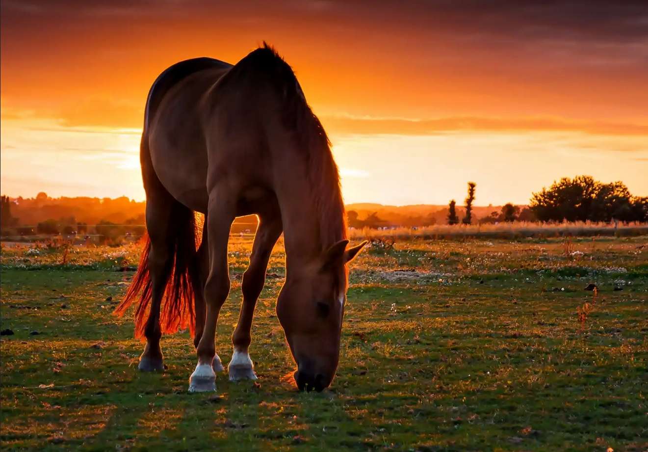 Pferd und Sonnenuntergang Puzzlespiel online