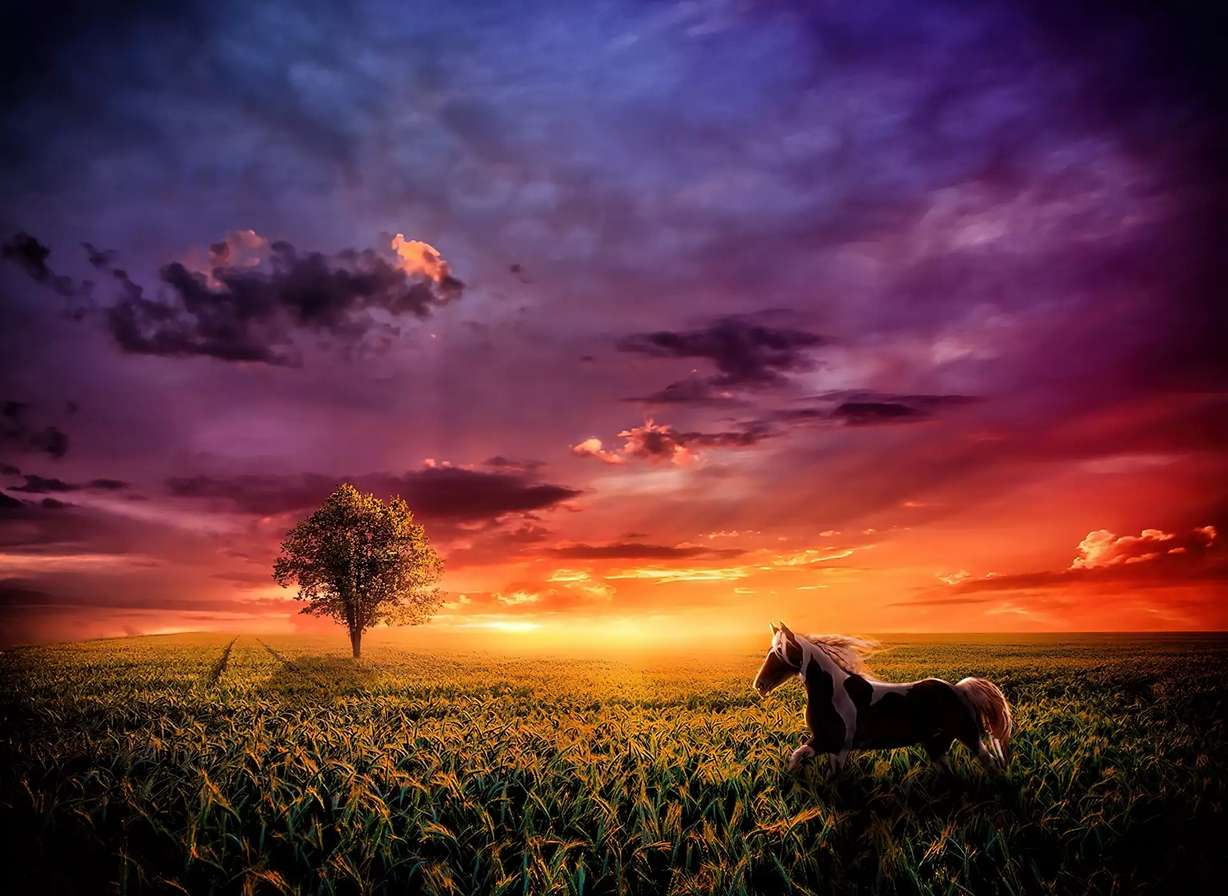 chevaux et coucher de soleil puzzle en ligne