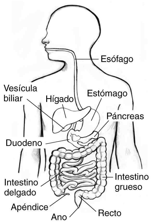 SISTEMA DIGESTIVO rompecabezas en línea