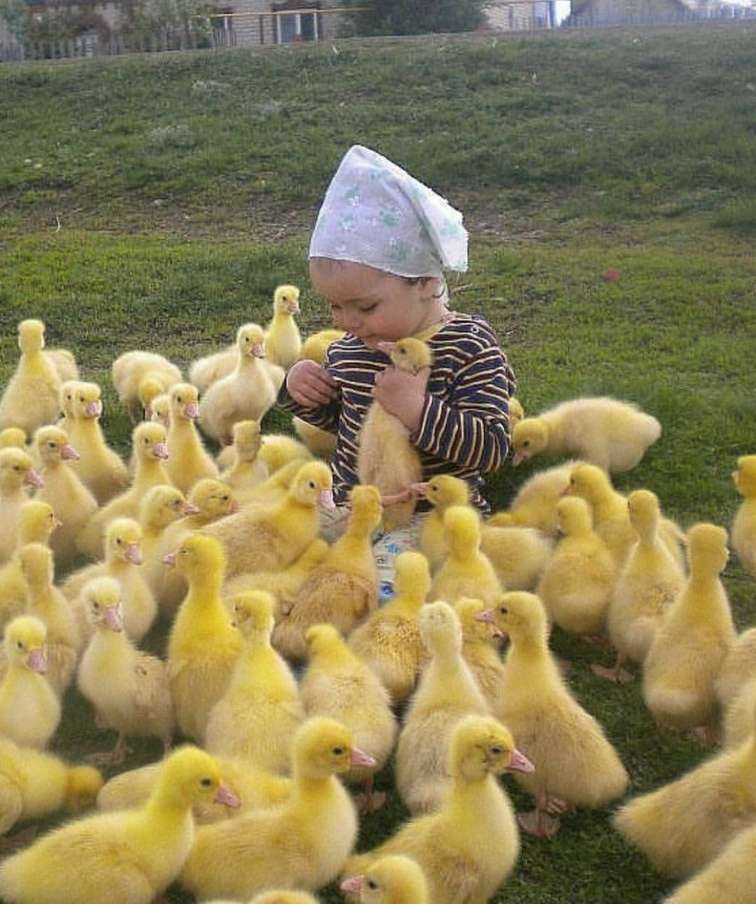 a baby and a lot of chicks online puzzle