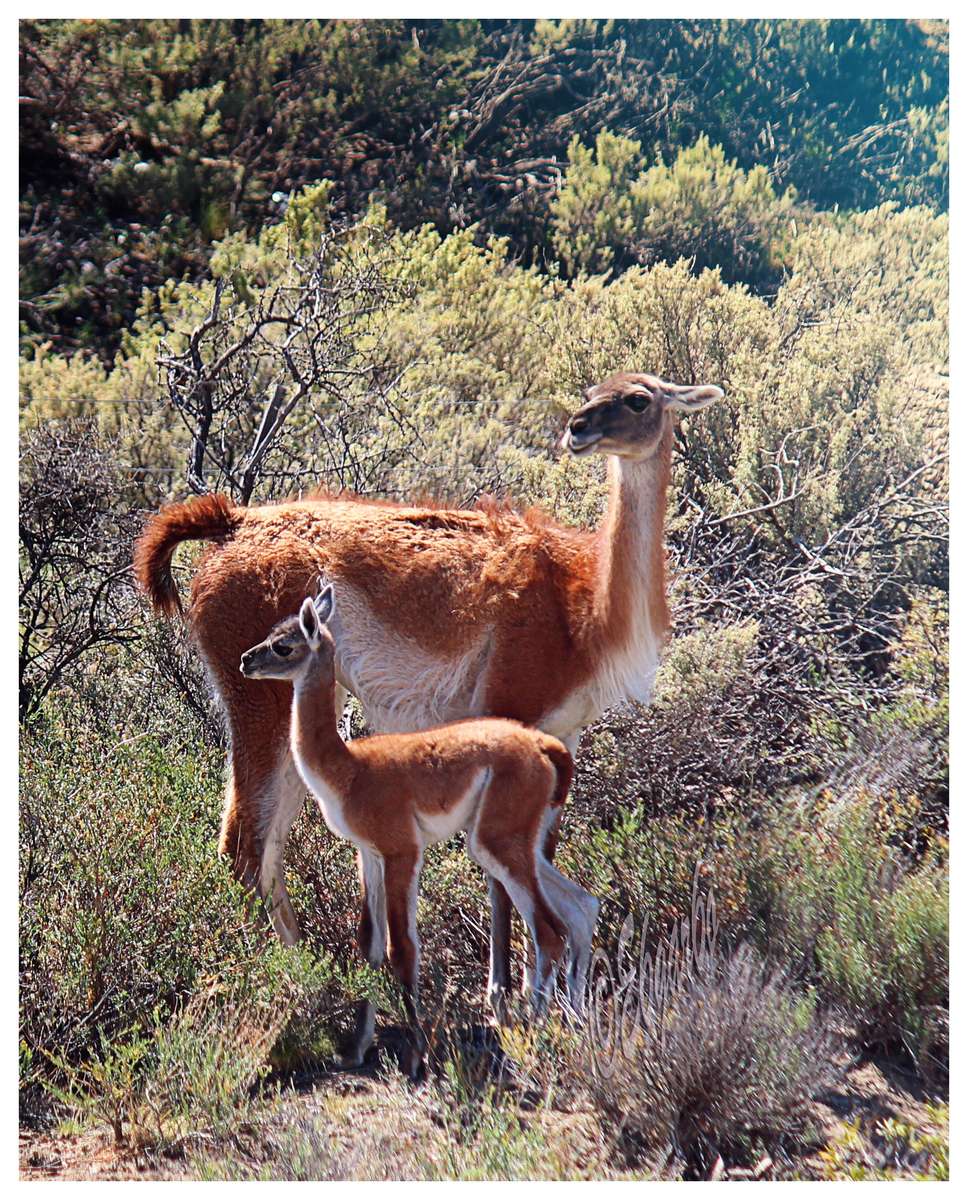 Famille des Guanacos puzzle en ligne