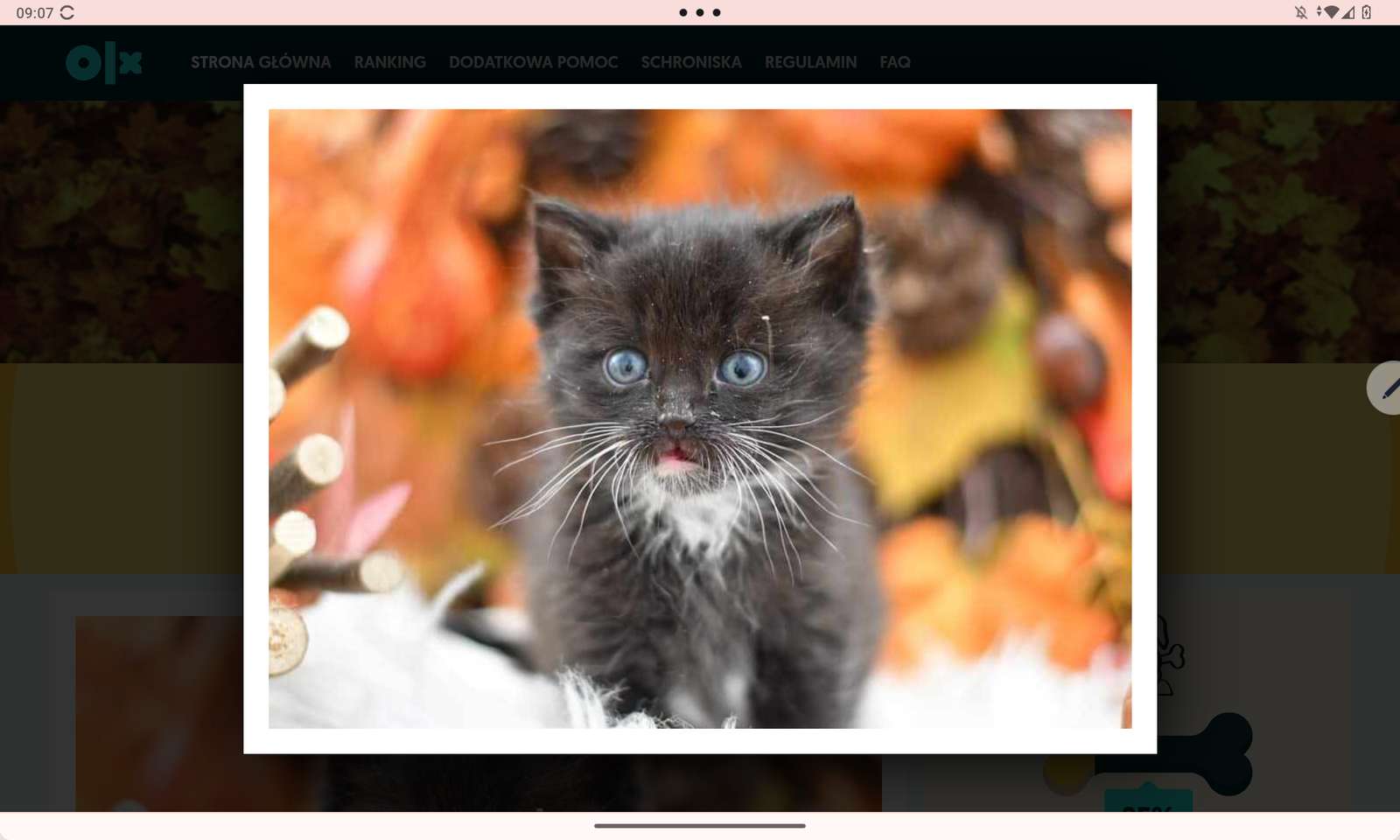Μικρό χαριτωμένο γατάκι online παζλ