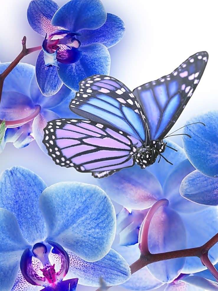 Modrý motýl skládačky online