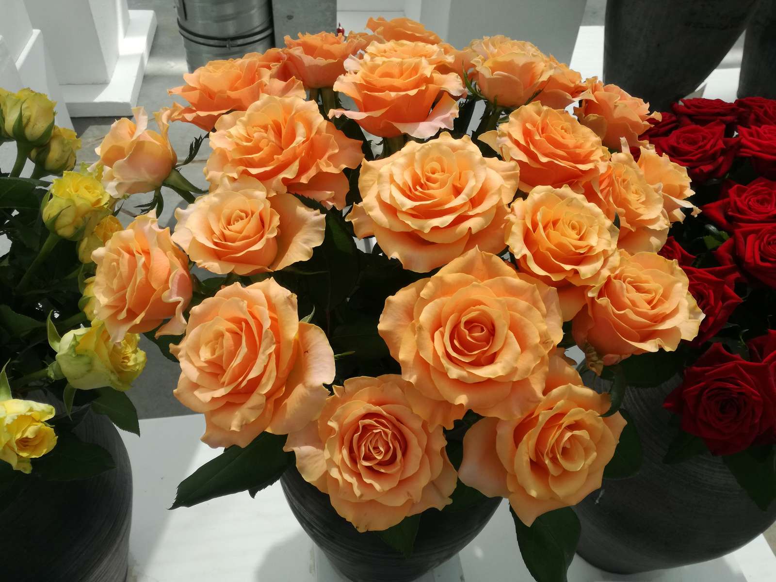 Karmínové růže online puzzle