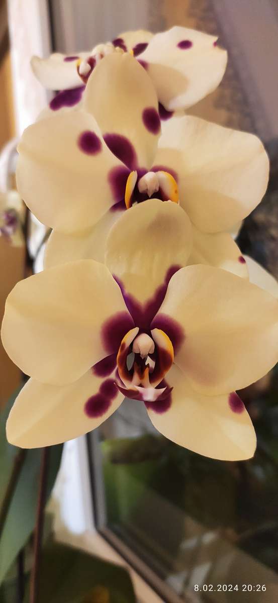 Tres flores de orquídeas rompecabezas en línea