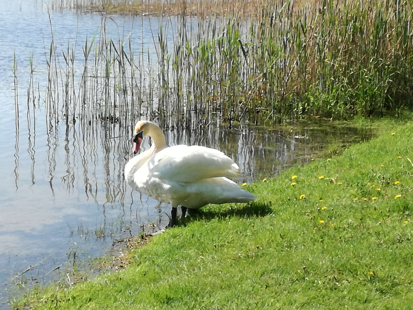 Swan on the lake online puzzle