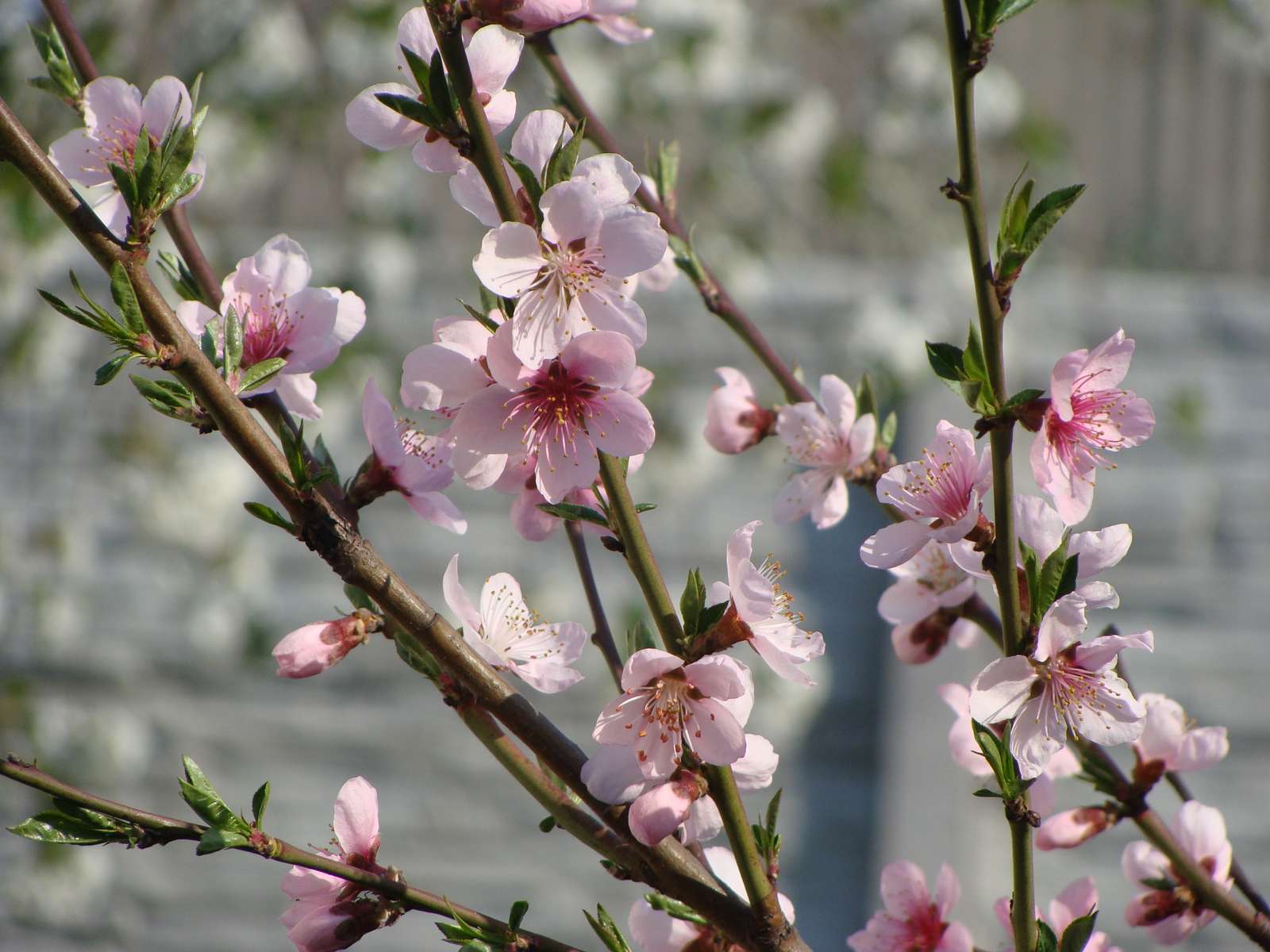 Peach blossoms jigsaw puzzle online