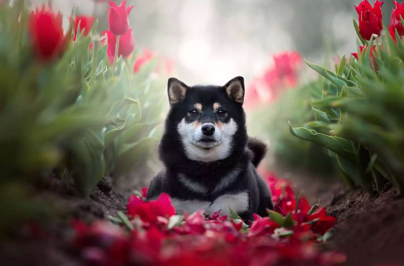 lindo perro shiba inu negro en tulipanes rompecabezas en línea