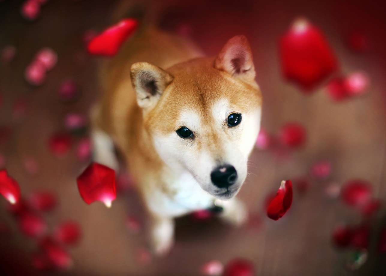 Valentine's Day shiba and rose petals jigsaw puzzle online