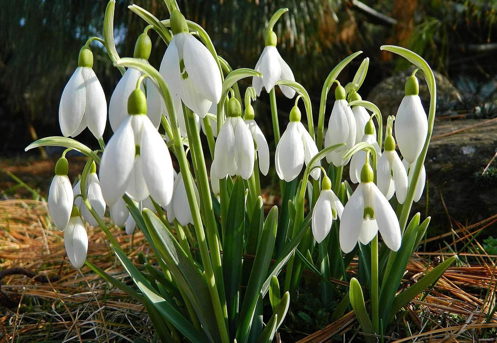 Snowdrops jigsaw puzzle online